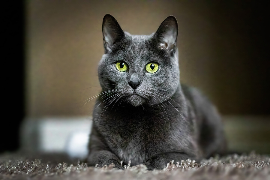 Blue" Cat Breeds with Blue Coats - Tipp City Veterinary Hospital