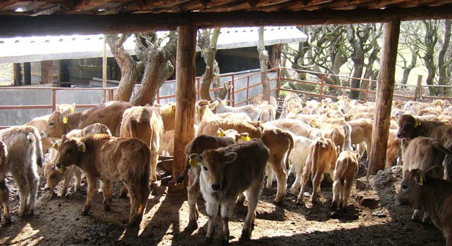 divata-ferma-5