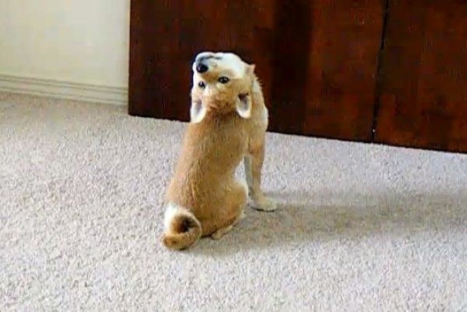 dogs-forgot-how-to-be-dogs-14