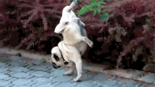 dogs-forgot-how-to-be-dogs-27