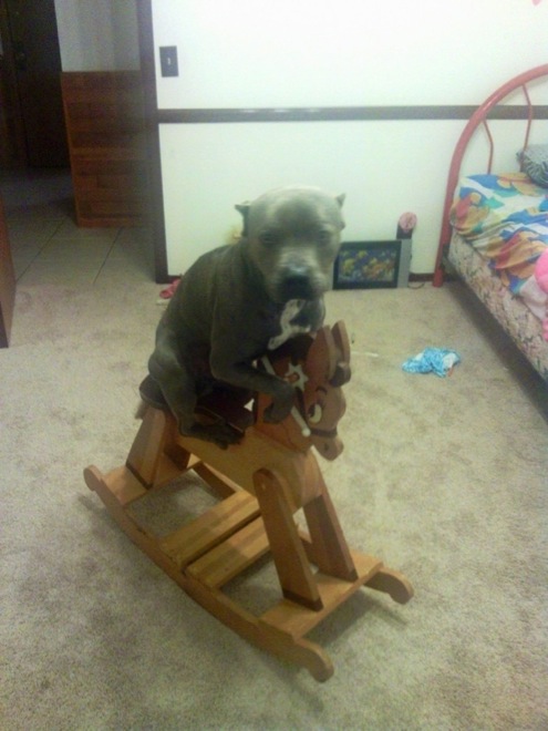 dogs-forgot-how-to-be-dogs-4