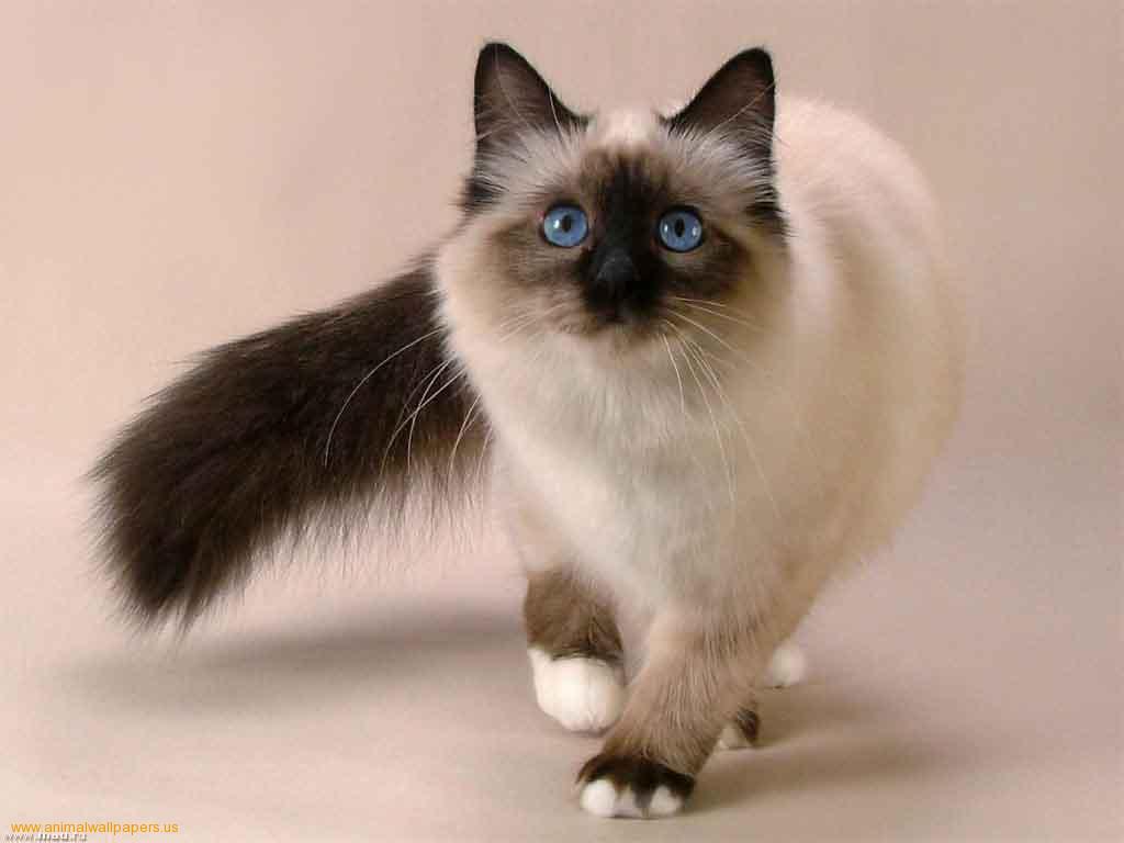 Free download Siamese cats Cute Cats [1024x768] for your Desktop, Mobile & Tablet | Explore 74+ Siamese Cat Wallpaper | Cat Backgrounds, Cat Wallpapers, Lol Cat Wallpaper