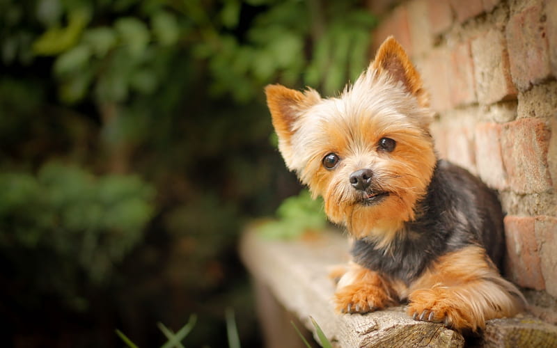 Yorkshire Terrier, bokeh, cute dog, wall, Yorkie, close-up, fluffy dog, dogs, HD wallpaper | Peakpx