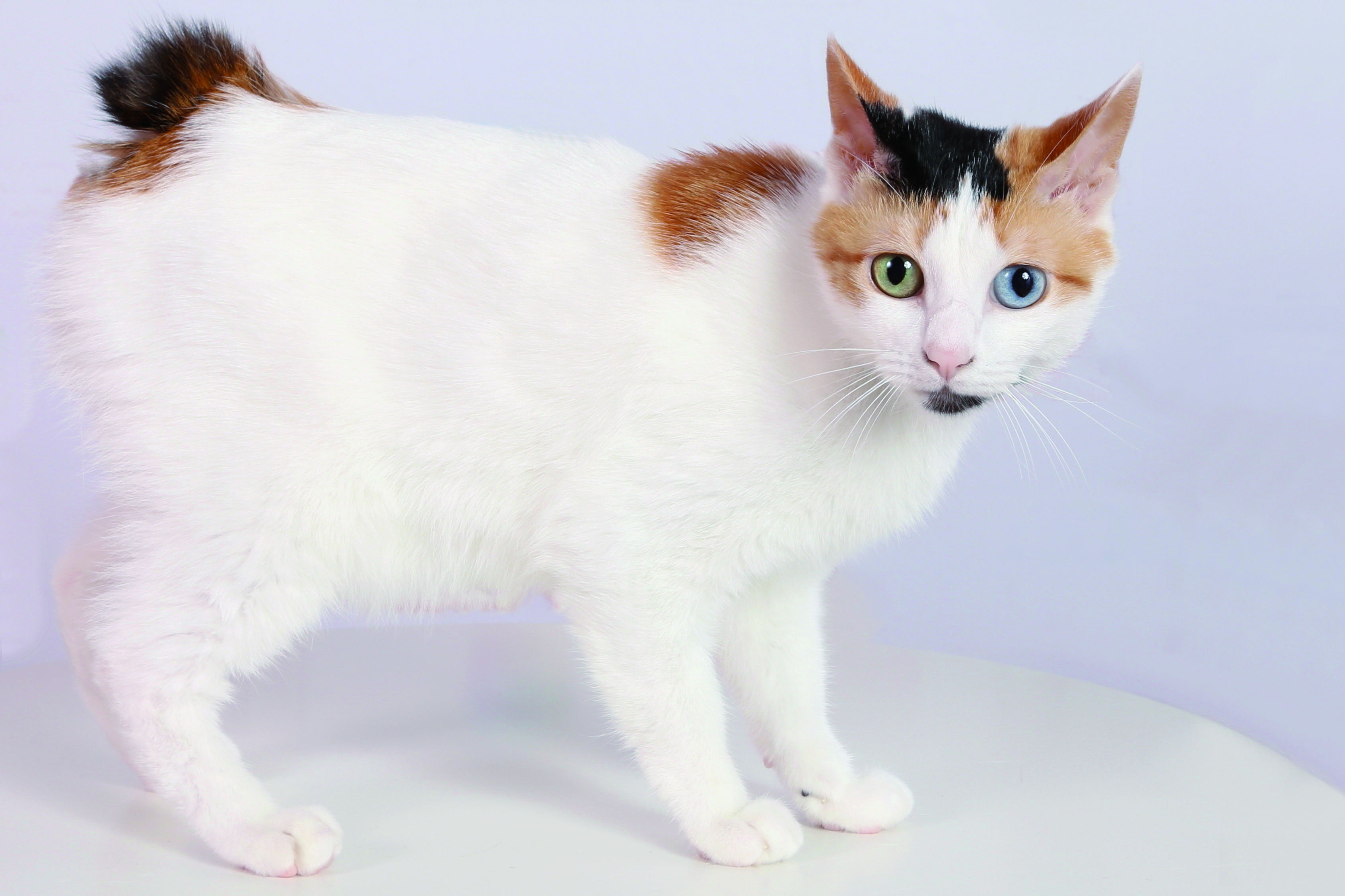 Japanese Bobtail – Brit