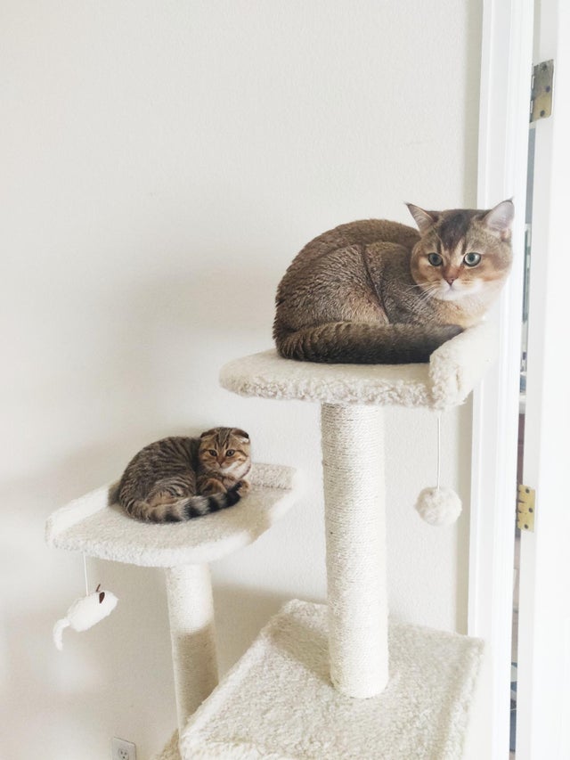 Животът не е същият без котка