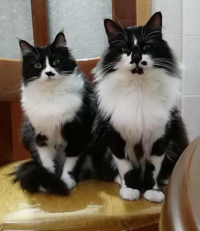 Без кота и жизнь не та