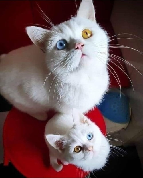 Без кота и жизнь не та