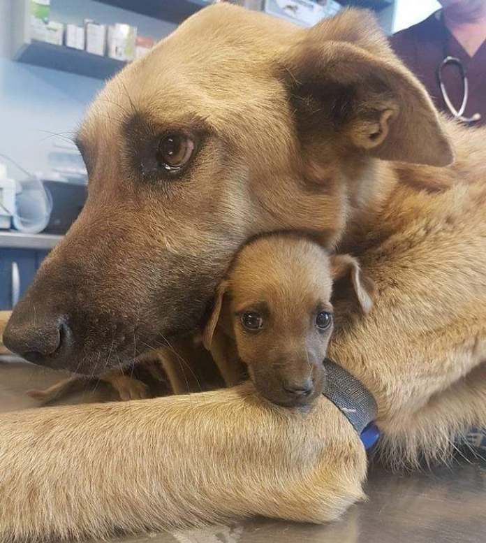 Без кота и жизнь не та