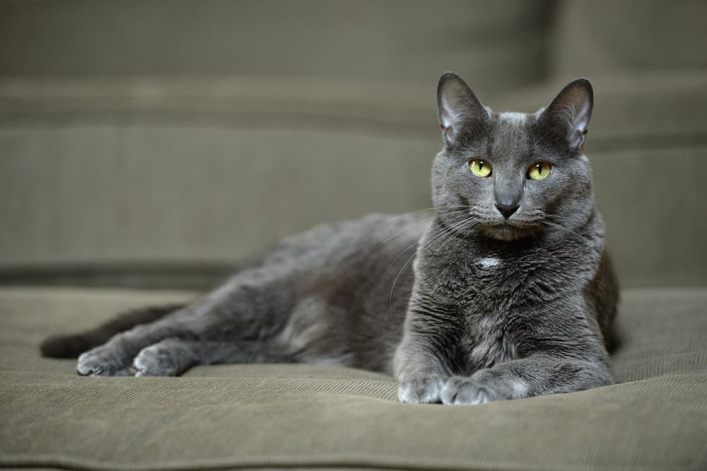 Korat Cat Breed Information | Great Pet Care