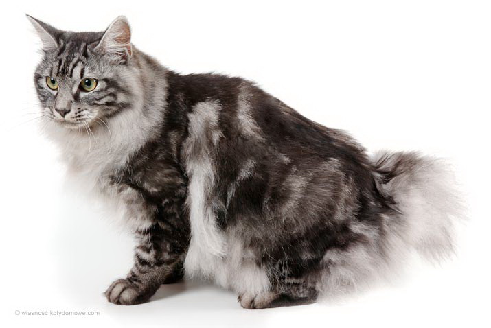 Kurilian Bobtail Cat Breed | Cat breeds of the world