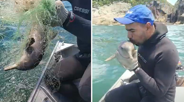 Man Rescues Baby Dolphin From Netting, Sends It Off With A Kiss