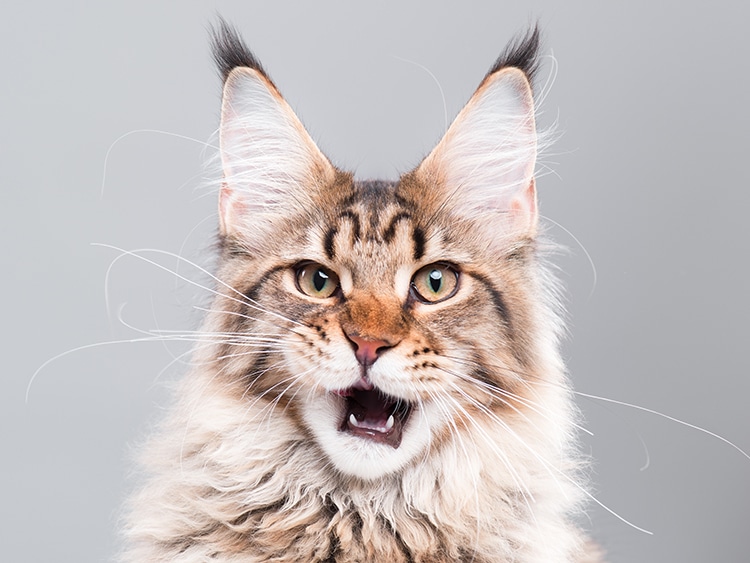 9 Fluffy, Silly, and Majestic Maine Coon Cats to Follow on Instagram