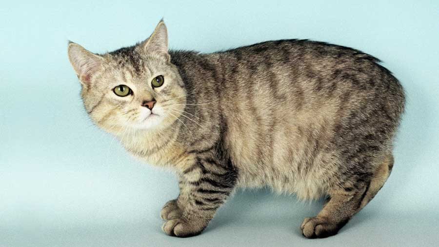 Manx - Price, Personality, Lifespan