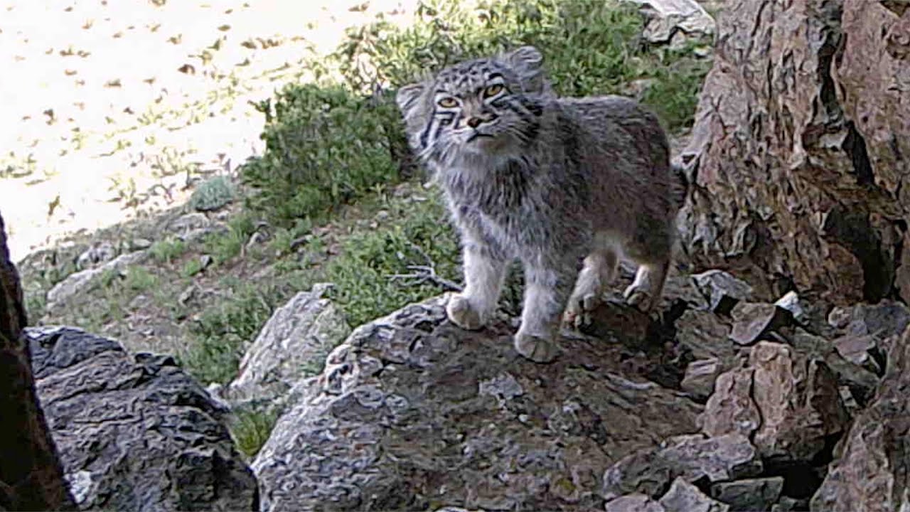 Pallas Cat / Manul: Cryptic Feline of the Mongolian Steppe - YouTube