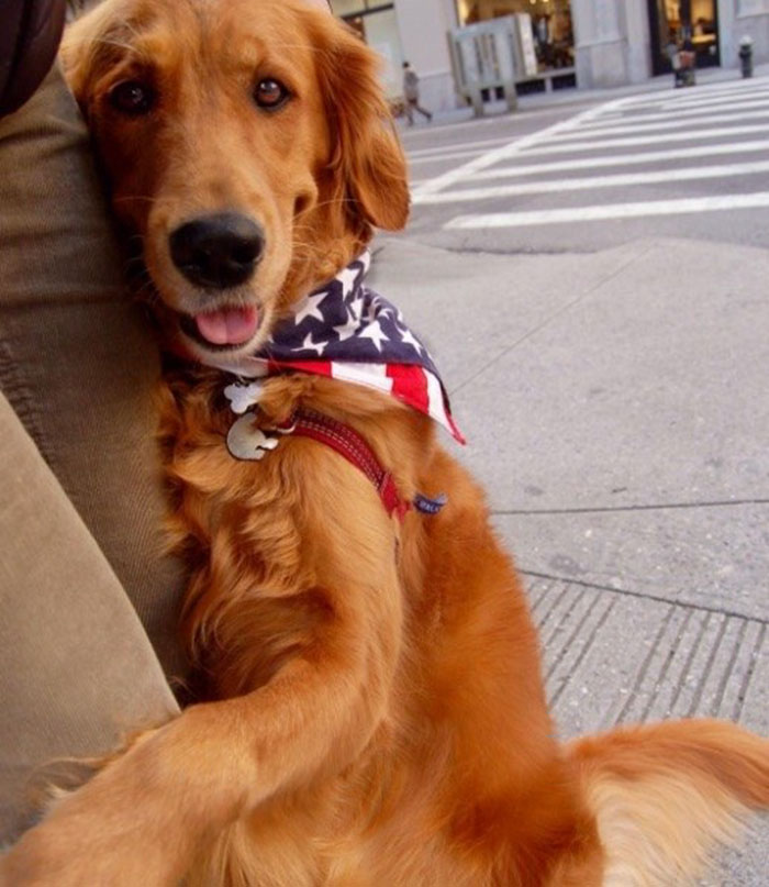 meet-louboutina-the-golden-retriever-who-gives-hugs-to-literally-everyone-he-meets-01