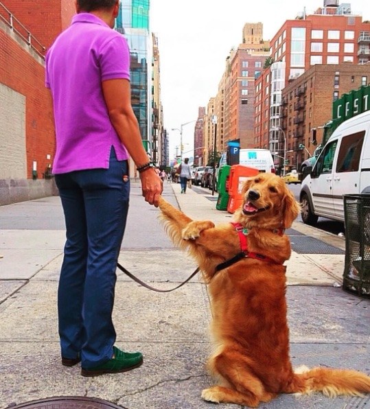 meet-louboutina-the-golden-retriever-who-gives-hugs-to-literally-everyone-he-meets-02