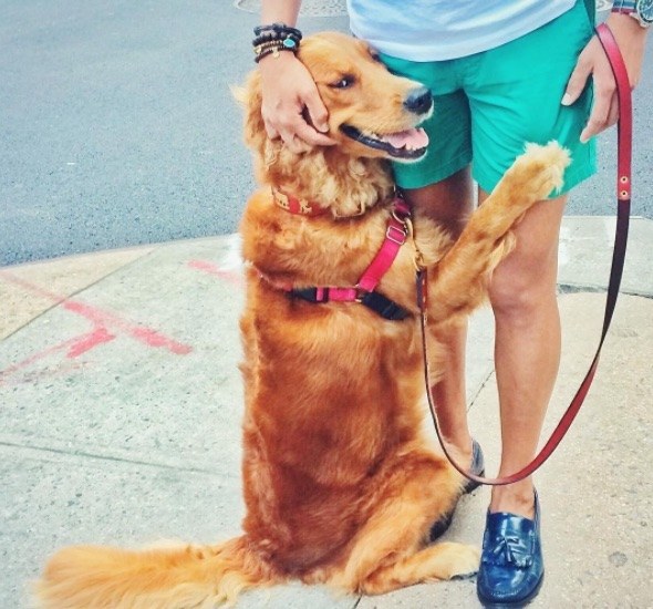 meet-louboutina-the-golden-retriever-who-gives-hugs-to-literally-everyone-he-meets-04