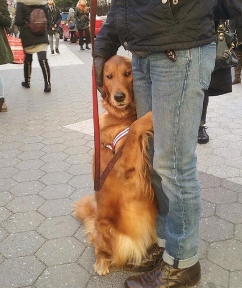 meet-louboutina-the-golden-retriever-who-gives-hugs-to-literally-everyone-he-meets-05