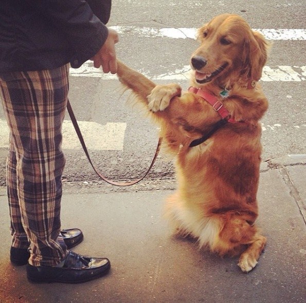 meet-louboutina-the-golden-retriever-who-gives-hugs-to-literally-everyone-he-meets-07