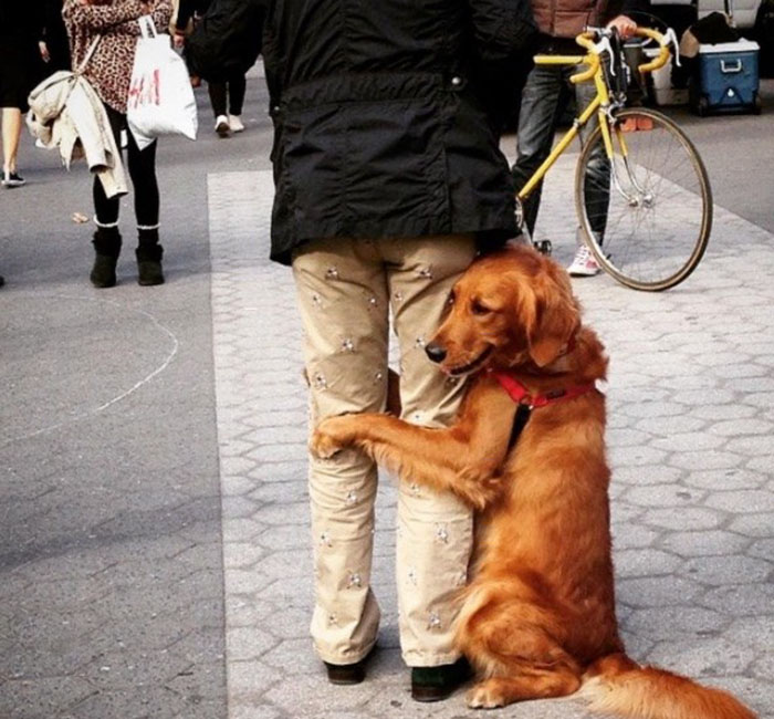 meet-louboutina-the-golden-retriever-who-gives-hugs-to-literally-everyone-he-meets-09
