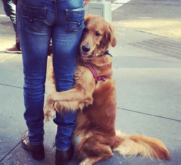 meet-louboutina-the-golden-retriever-who-gives-hugs-to-literally-everyone-he-meets-10