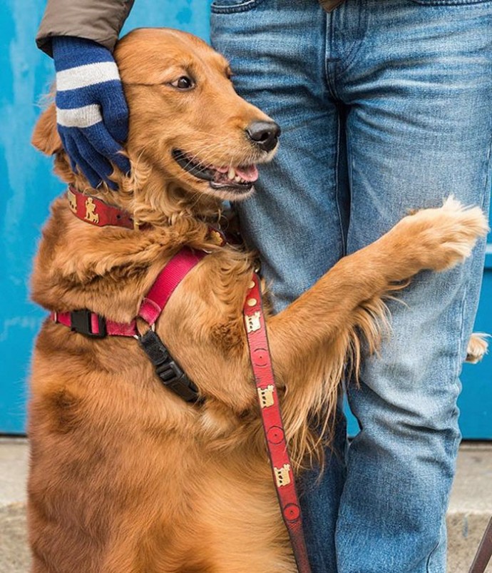 meet-louboutina-the-golden-retriever-who-gives-hugs-to-literally-everyone-he-meets-11