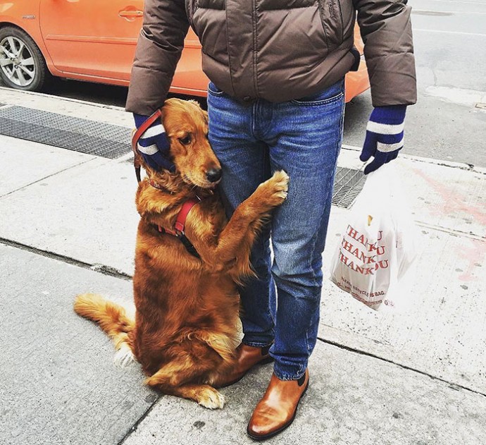 meet-louboutina-the-golden-retriever-who-gives-hugs-to-literally-everyone-he-meets-12