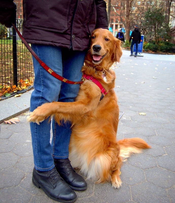 meet-louboutina-the-golden-retriever-who-gives-hugs-to-literally-everyone-he-meets-15