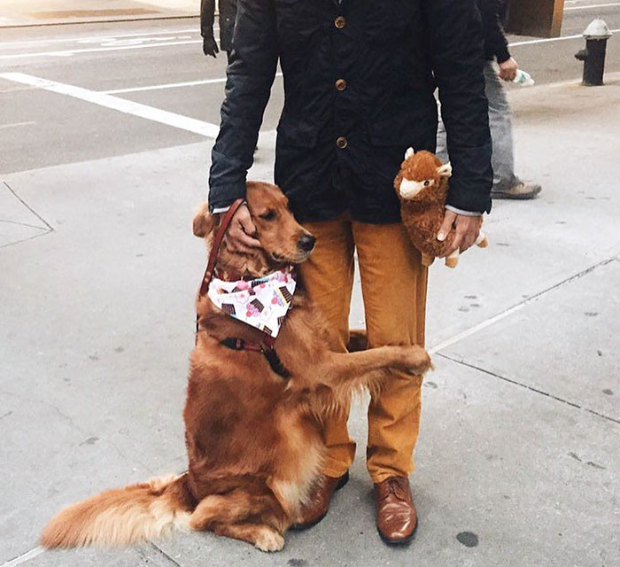 meet-louboutina-the-golden-retriever-who-gives-hugs-to-literally-everyone-he-meets-16