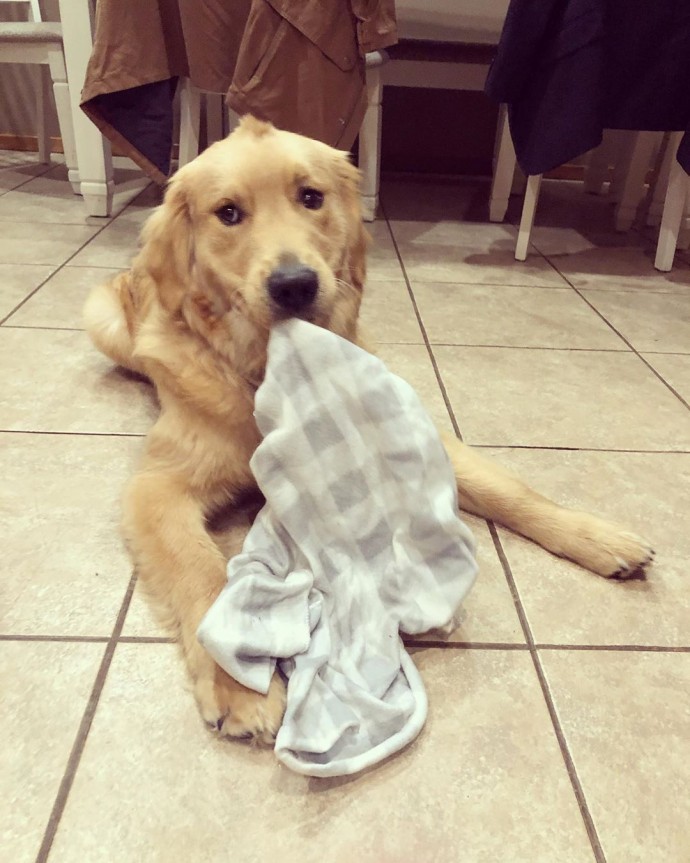 meet-stanley-the-golden-retriever-born-with-a-cute-tiny-mohawk-01