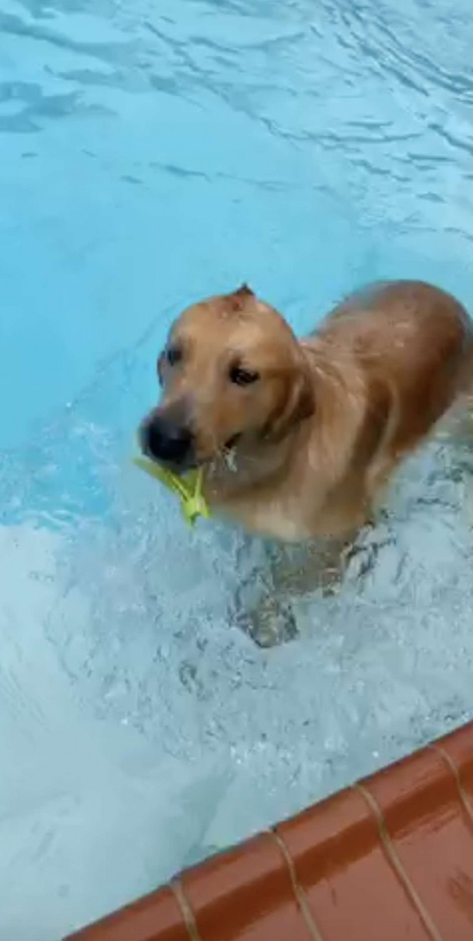 meet-stanley-the-golden-retriever-born-with-a-cute-tiny-mohawk-02