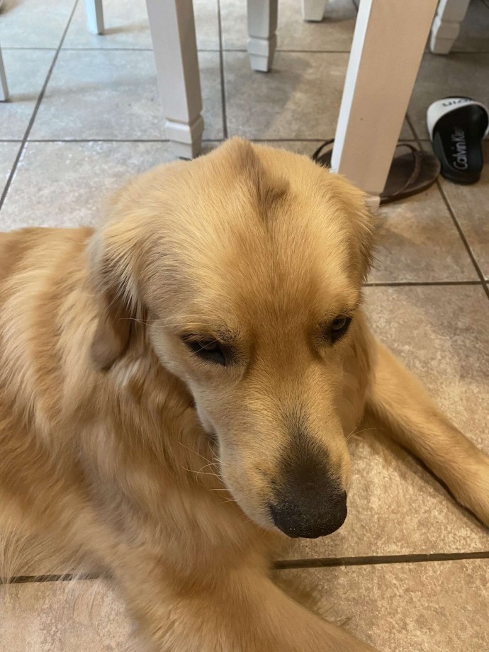 meet-stanley-the-golden-retriever-born-with-a-cute-tiny-mohawk-04