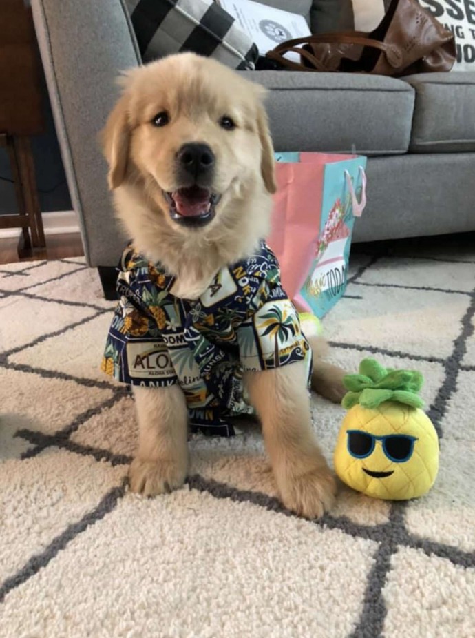 meet-stanley-the-golden-retriever-born-with-a-cute-tiny-mohawk-05