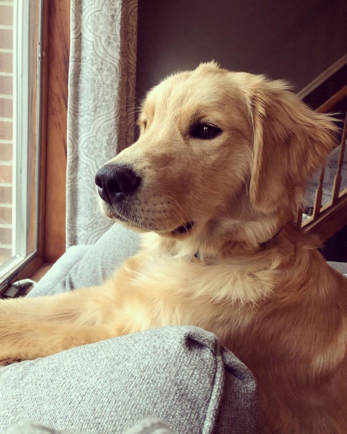 meet-stanley-the-golden-retriever-born-with-a-cute-tiny-mohawk-06