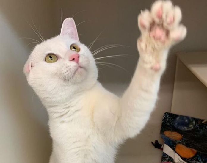 Животът не е същият без котка