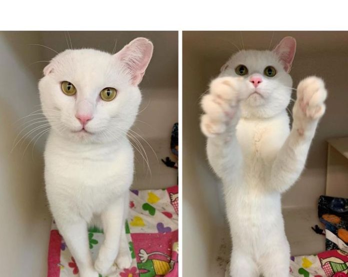 Животът не е същият без котка