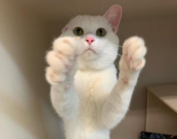 Животът не е същият без котка