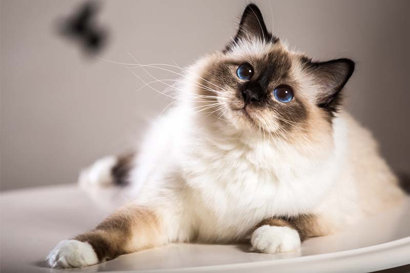 Guide To Birman Cats | Petbarn