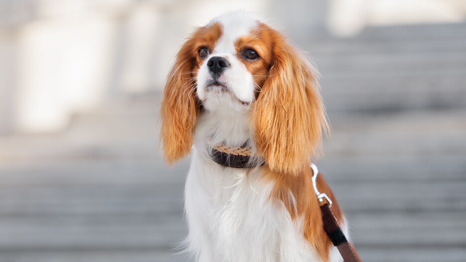 Cavalier King Charles-spaniël: karakter, training en verzorging | MAXI ZOO