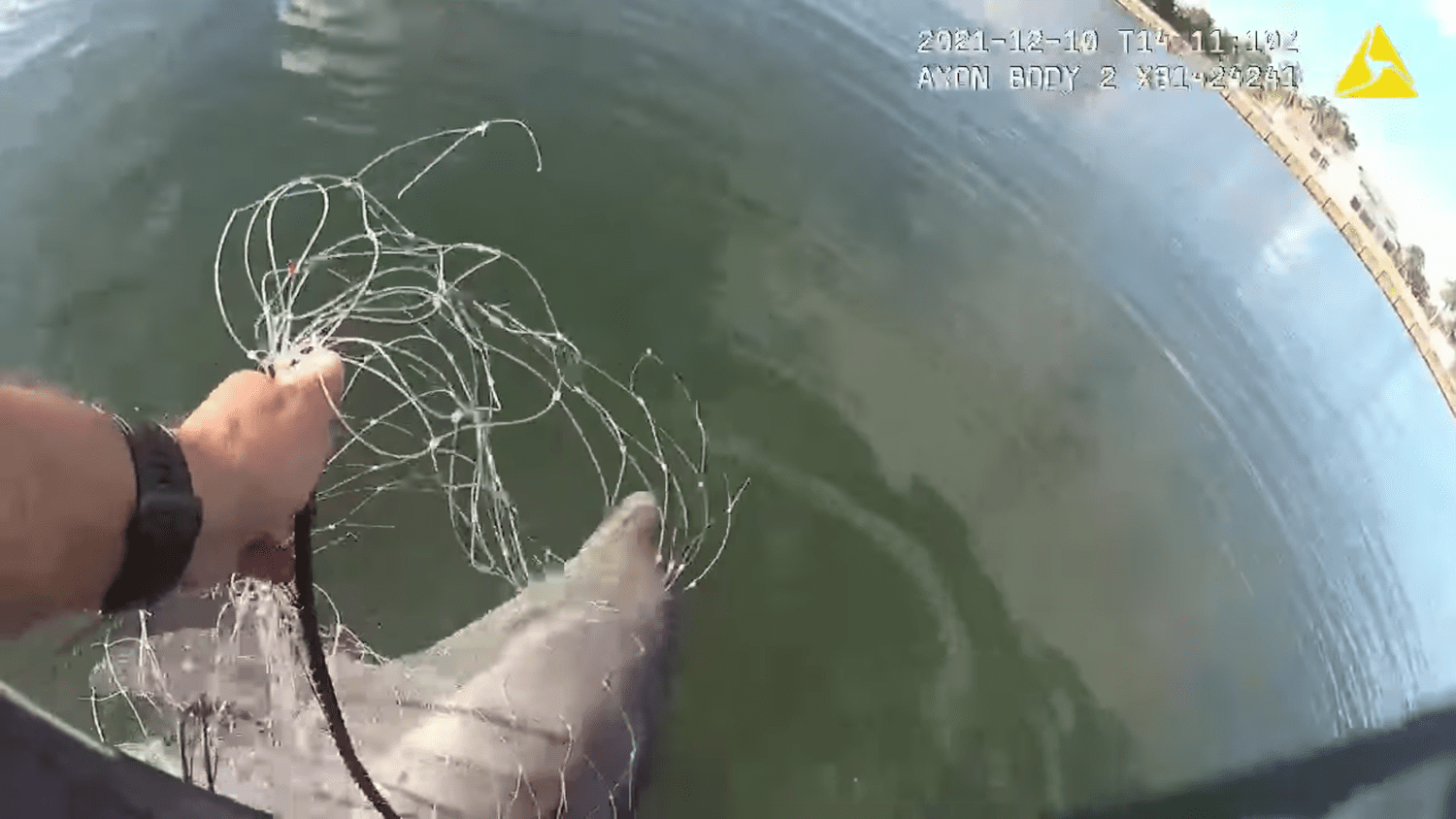 Body Cam Footage Shows Miami Police Officer Rescue Young Dolphin From Fishing Net