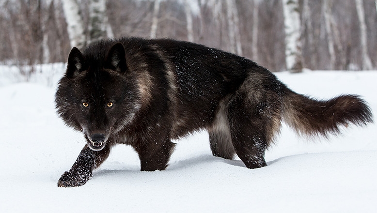 White Wolf : Perfect Timing Photos: A Close Encounter With A Minnesota Black Wolf