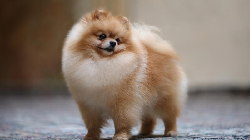 Horrifying Footage Shows Man Brutally Beating Tiny Pomeranian Dog | Al Bawaba