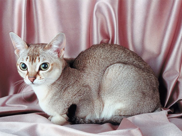 The World's Smallest Cat Breed Is Big-Time Adorable