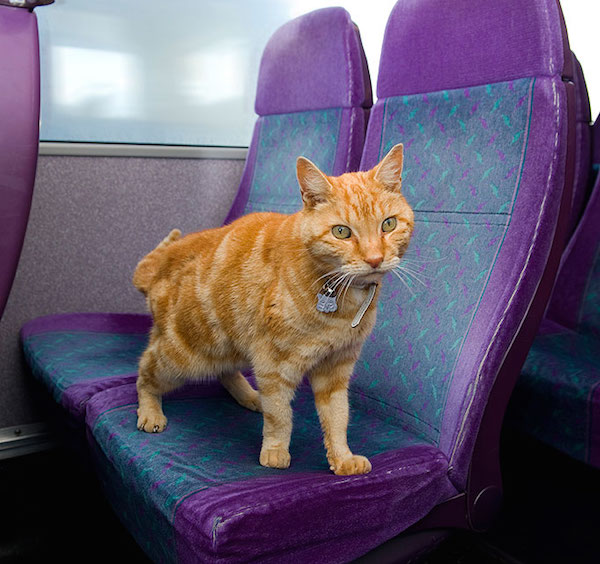 Artful Dodger cat Catching Bus
