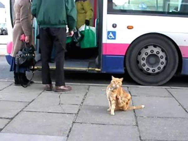 Artful Dodger cat Catching Bus