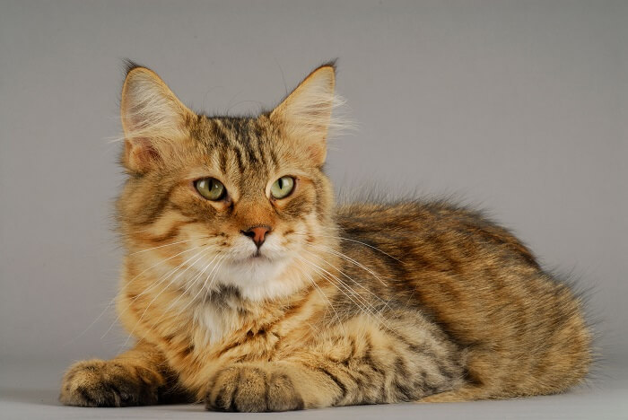 Pixie-Bob Cat Breed: Size, Appearance & Personality