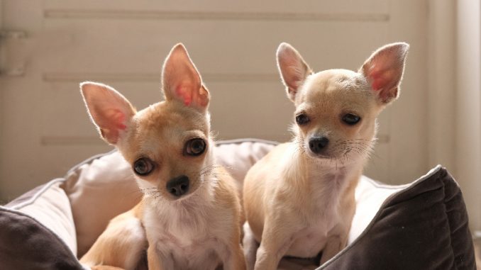 Teacup Chihuahua (Micro Chihuahua) Pros and Cons | All Things Dogs