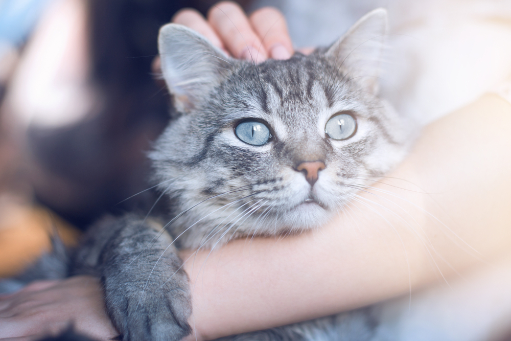 How Cats Choose Their Favorite Human - Union Lake Veterinary Hospital