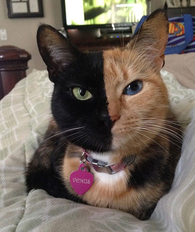 venus-two-faced-cat-10