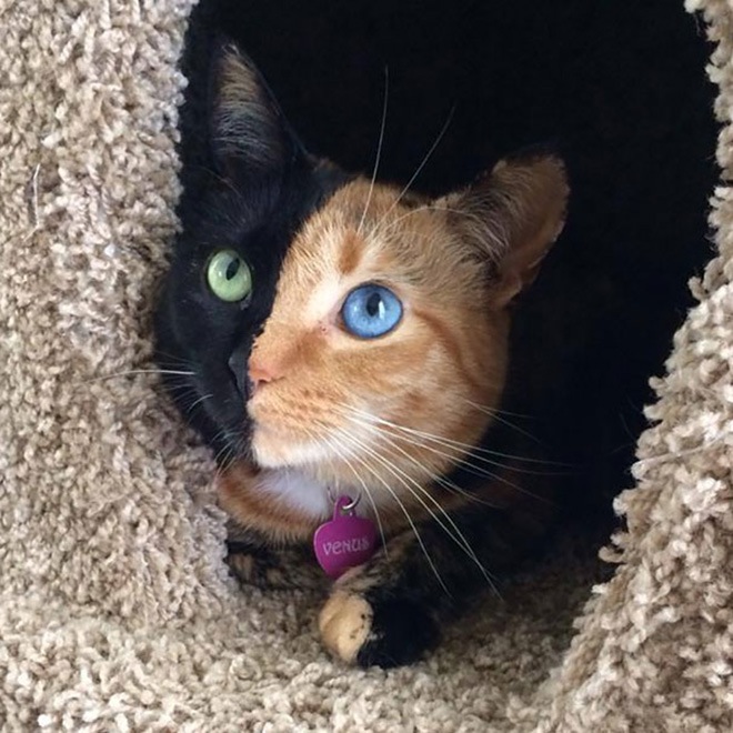 venus-two-faced-cat-14